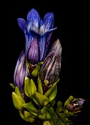 Gentiana calycosa - Hiker's Gentian 18-2103 (1)